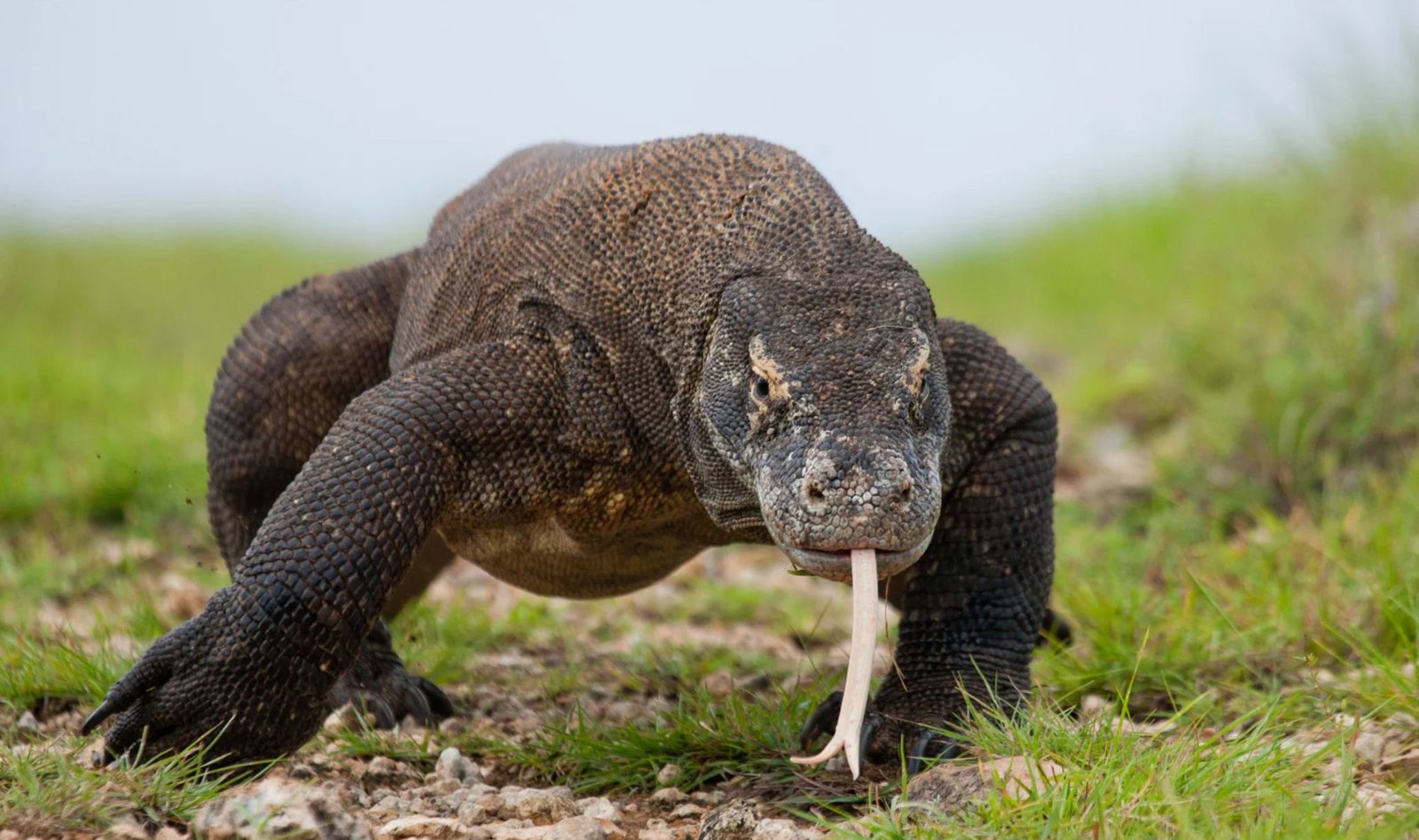 A Komodo Dragon With Its Tongue Out, Basking In The Sun On Komodo Island, Indonesia