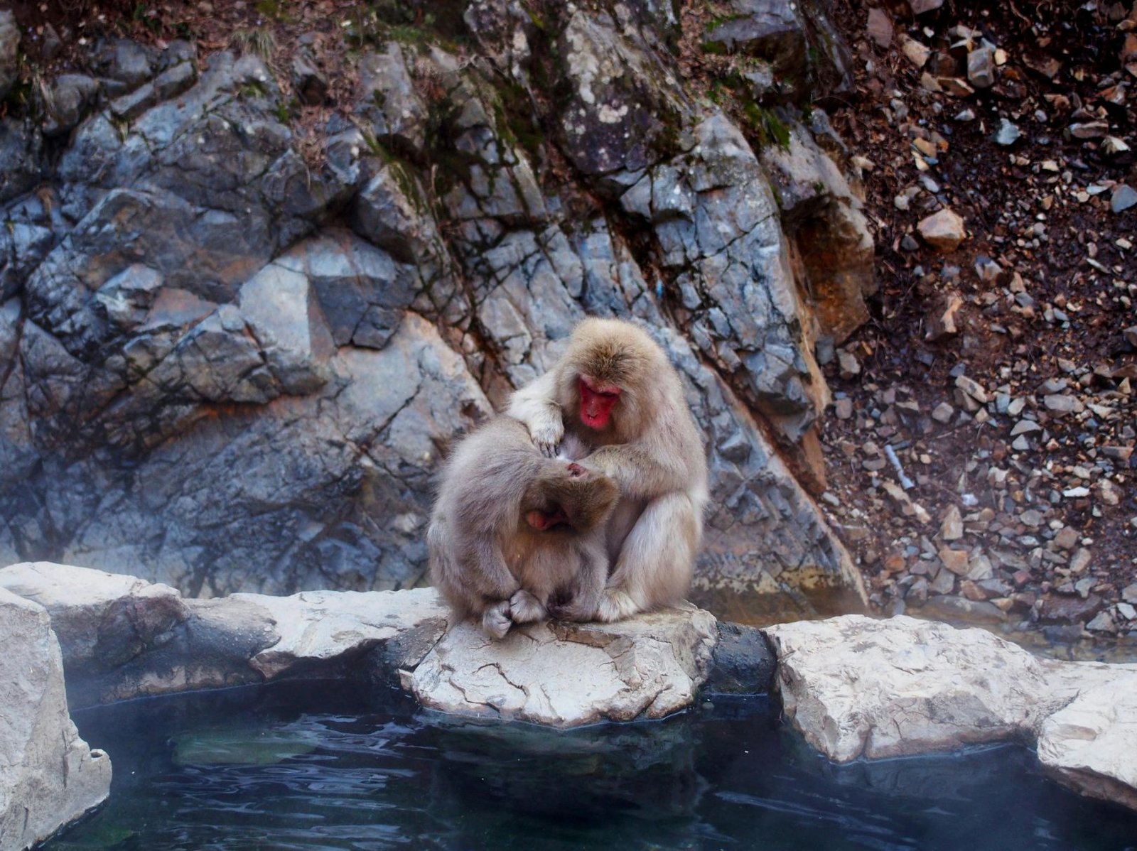 Two Monkeys Relax On Rocks Beside A Hot Spring At Jigokudani Monkey Park In Japan